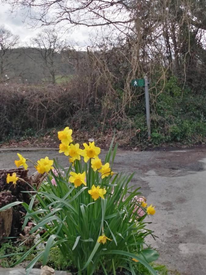 The Mill Cottage Llechryd Dış mekan fotoğraf